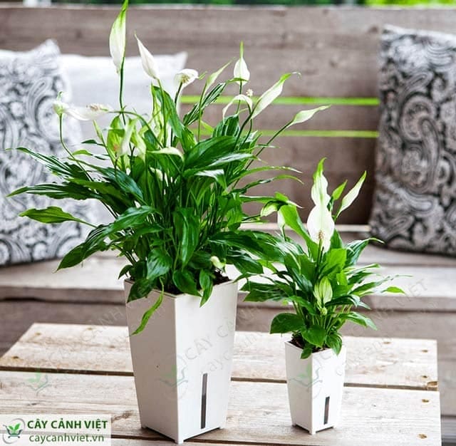 Cây Lan Ý trong phong thủy mang lại bình an và thịnh vượng