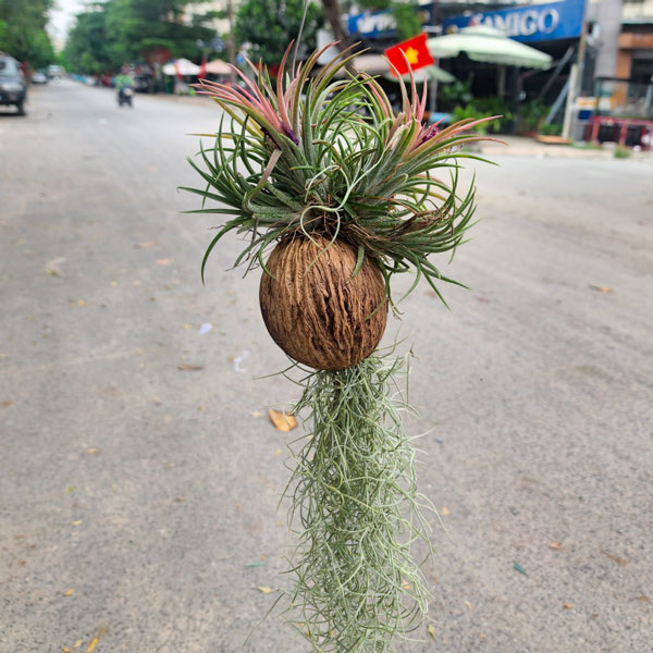 Cây không khí mini Tillandsia nhỏ gọn, dễ chăm, trang trí bàn làm việc.