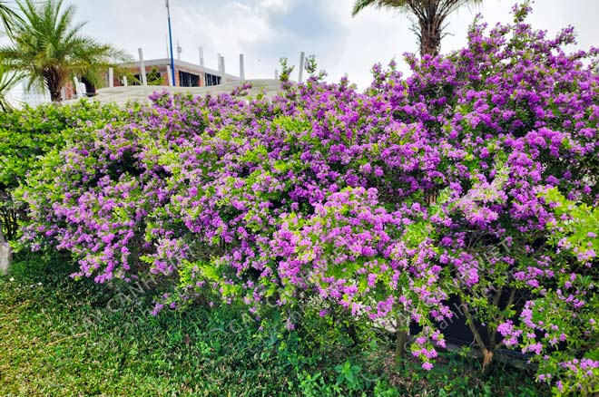 Hàng rào cây linh sam trưởng thành ra hoa tím