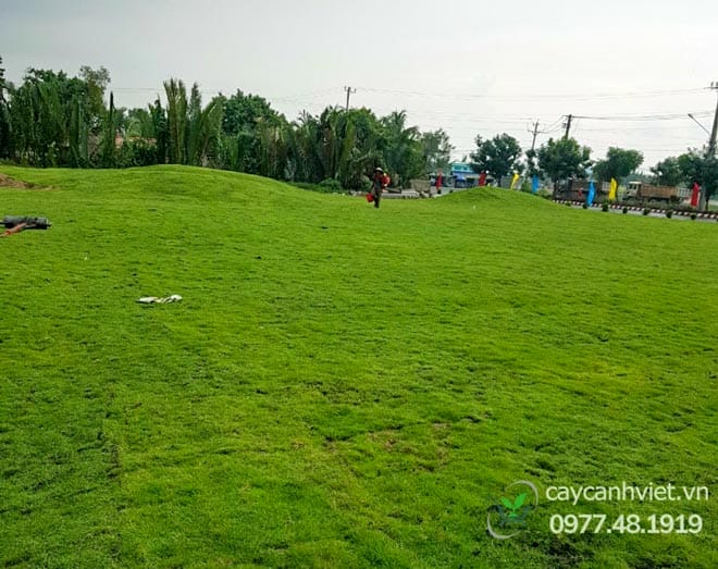 Thảm cỏ nhung nhật phủ nền sân vườn
