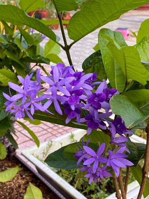 hoa của cây mai xanh
