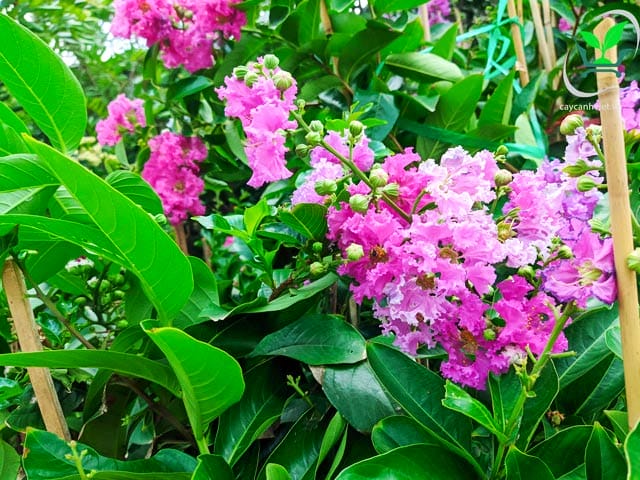 Lá cây Bằng Lăng Tím Thái xanh đậm, hình Oval