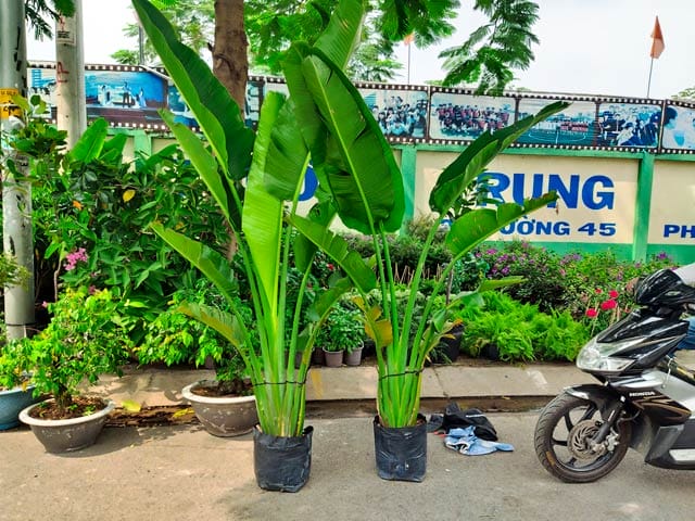 Những cây chuối rẻ quạt tại vườn với hình dáng độc đáo