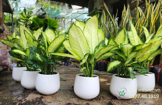 Hướng dẫn trồng và chăm sóc cây Dạ Lan Thanh xanh tốt quanh năm
