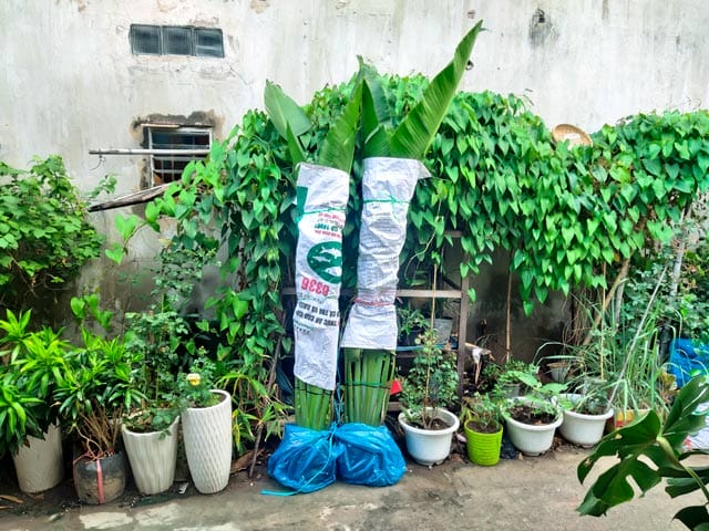 Chuối Rẻ Quạt gói cẩn thận khi giao hàng