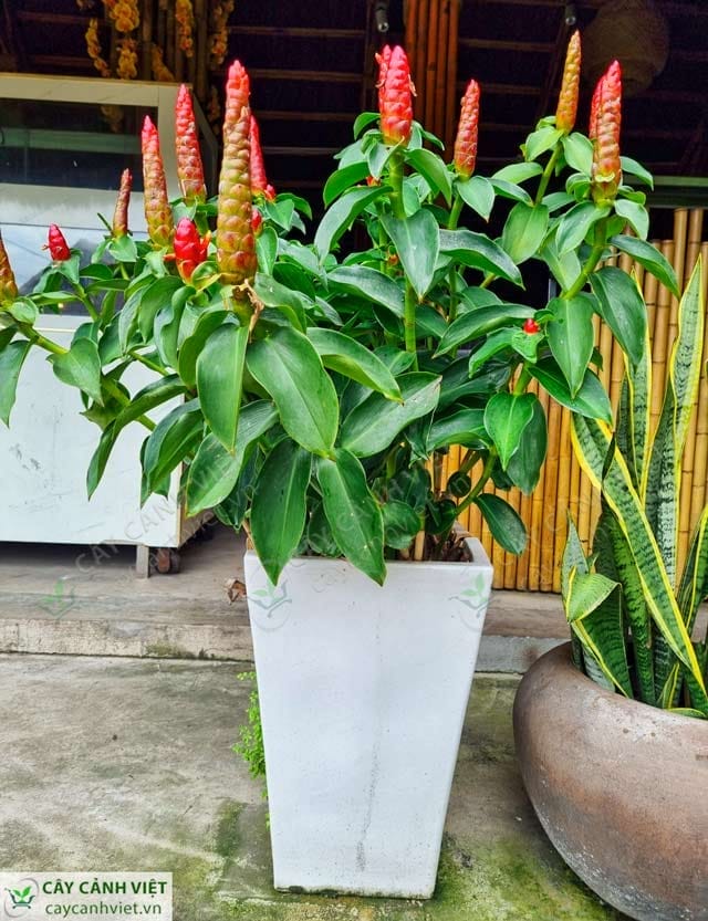 Chậu phúc lộc thọ trang trí trong nhà với lá xanh mát