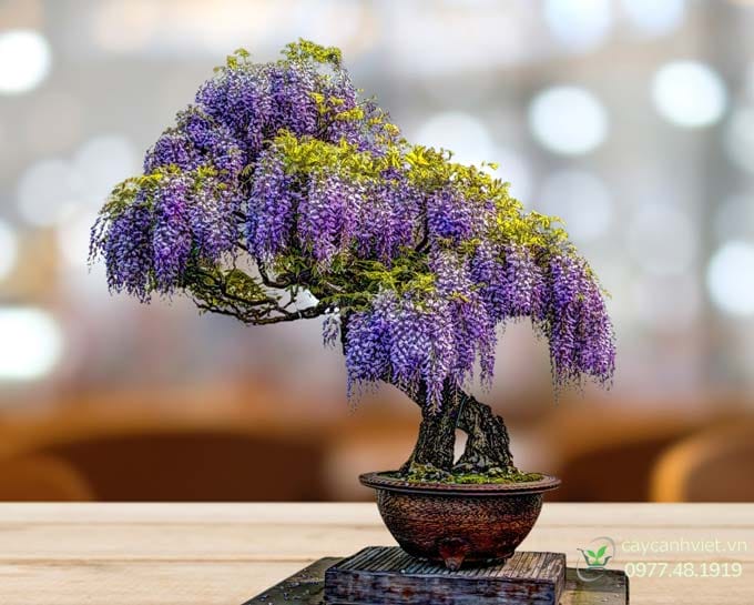 Ý nghĩa phong thủy của cây tử đằng mang lại may mắn và tình yêu vĩnh cửu.