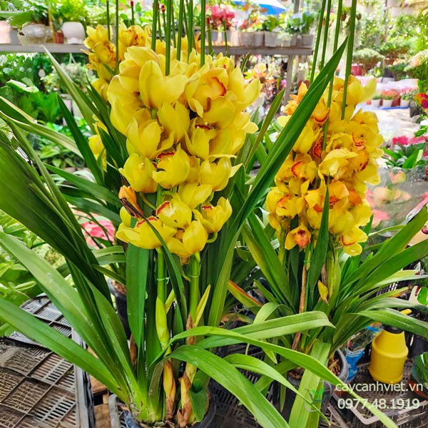 Hoa Địa Lan Vàng