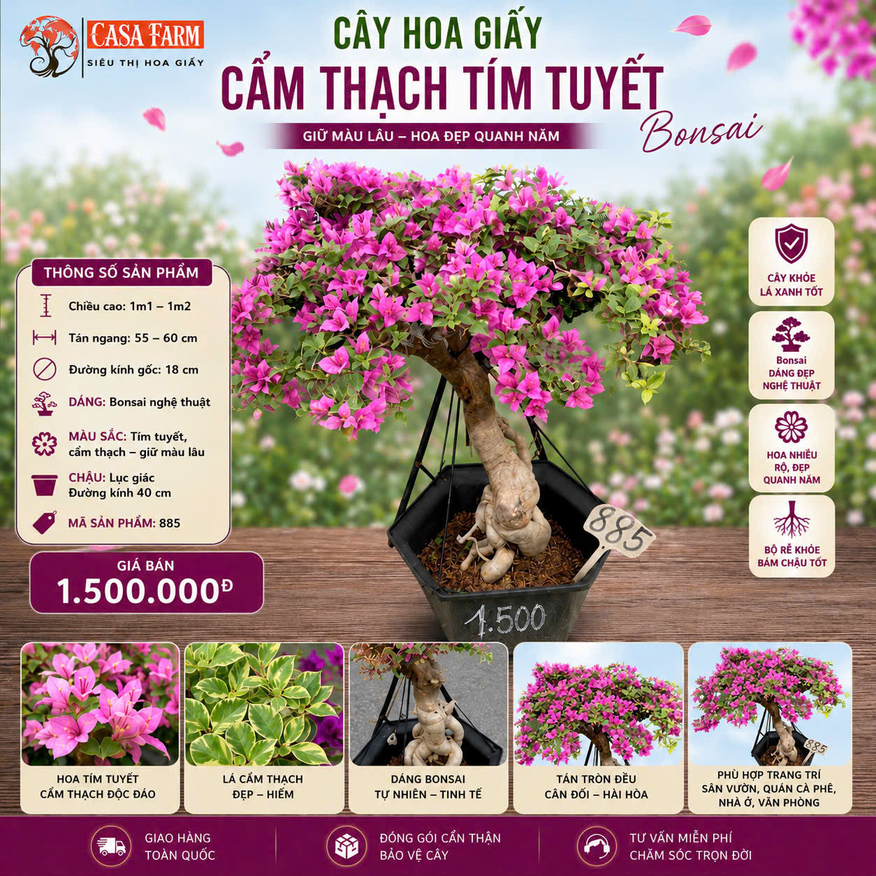 Hoa Giấy Bonsai Cẩm Thạch Tím Tuyết - Sai Hoa - Siêu Hoa - Bền Hoa - Dễ Chăm