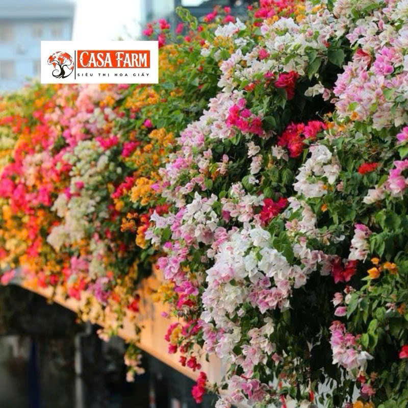 Hoa Giấy Nhiều Màu Mini (Mini Grafted 3, 4, 5 Color Plant)