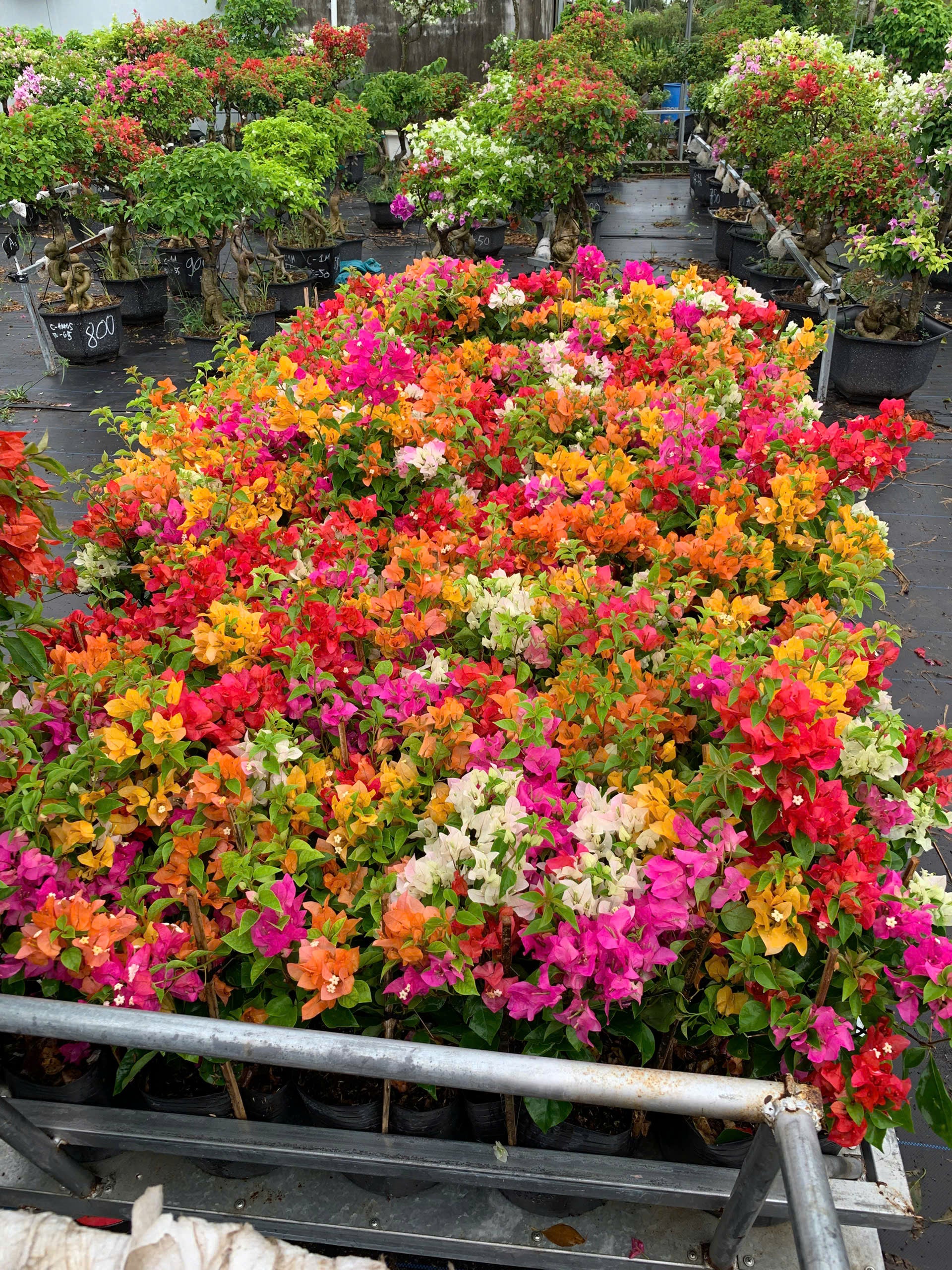 Hoa Giấy Nhiều Màu Mini (Mini Grafted 3, 4, 5 Color Plant)