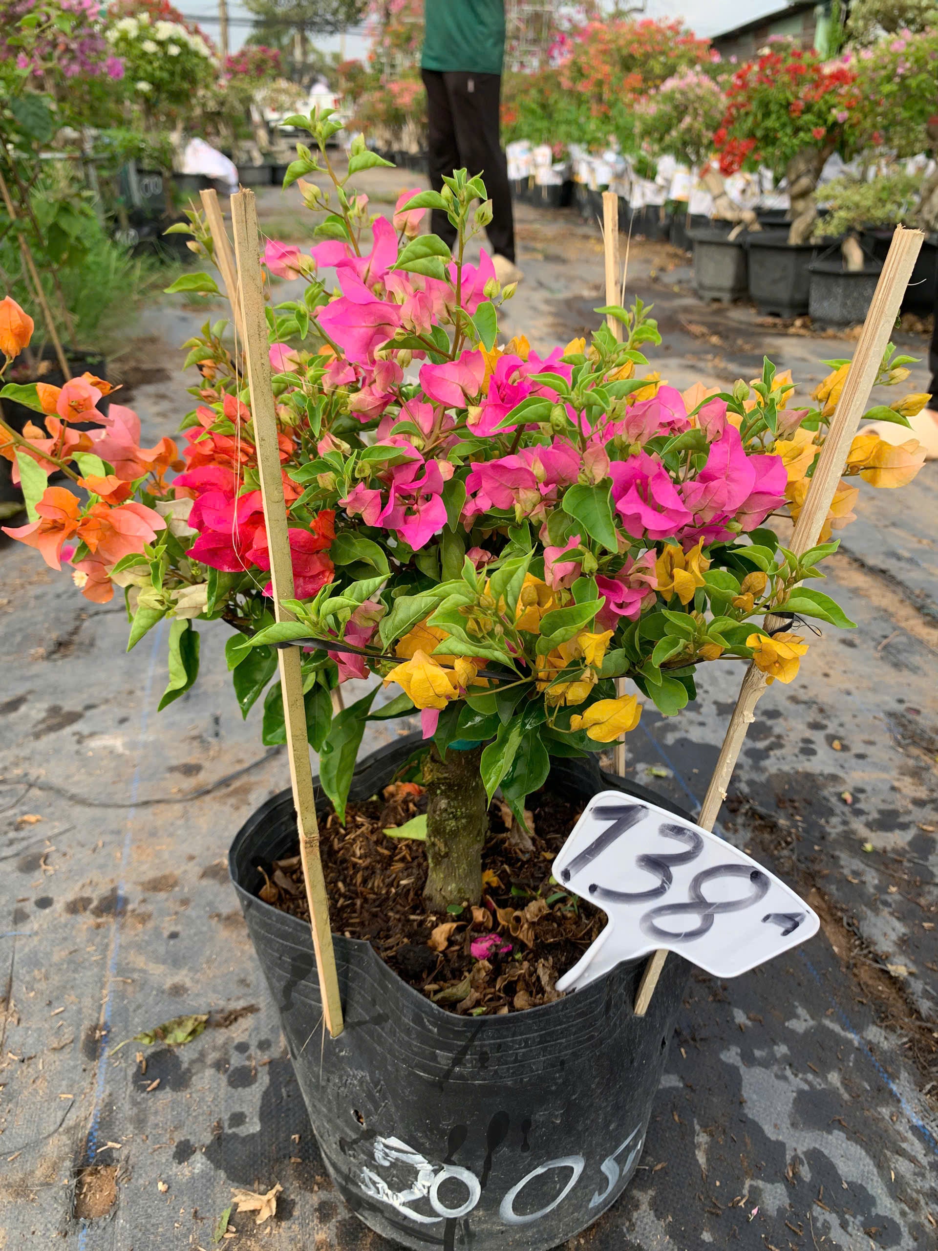 Hoa Giấy Nhiều Màu Mini (Mini Grafted 3, 4, 5 Color Plant)