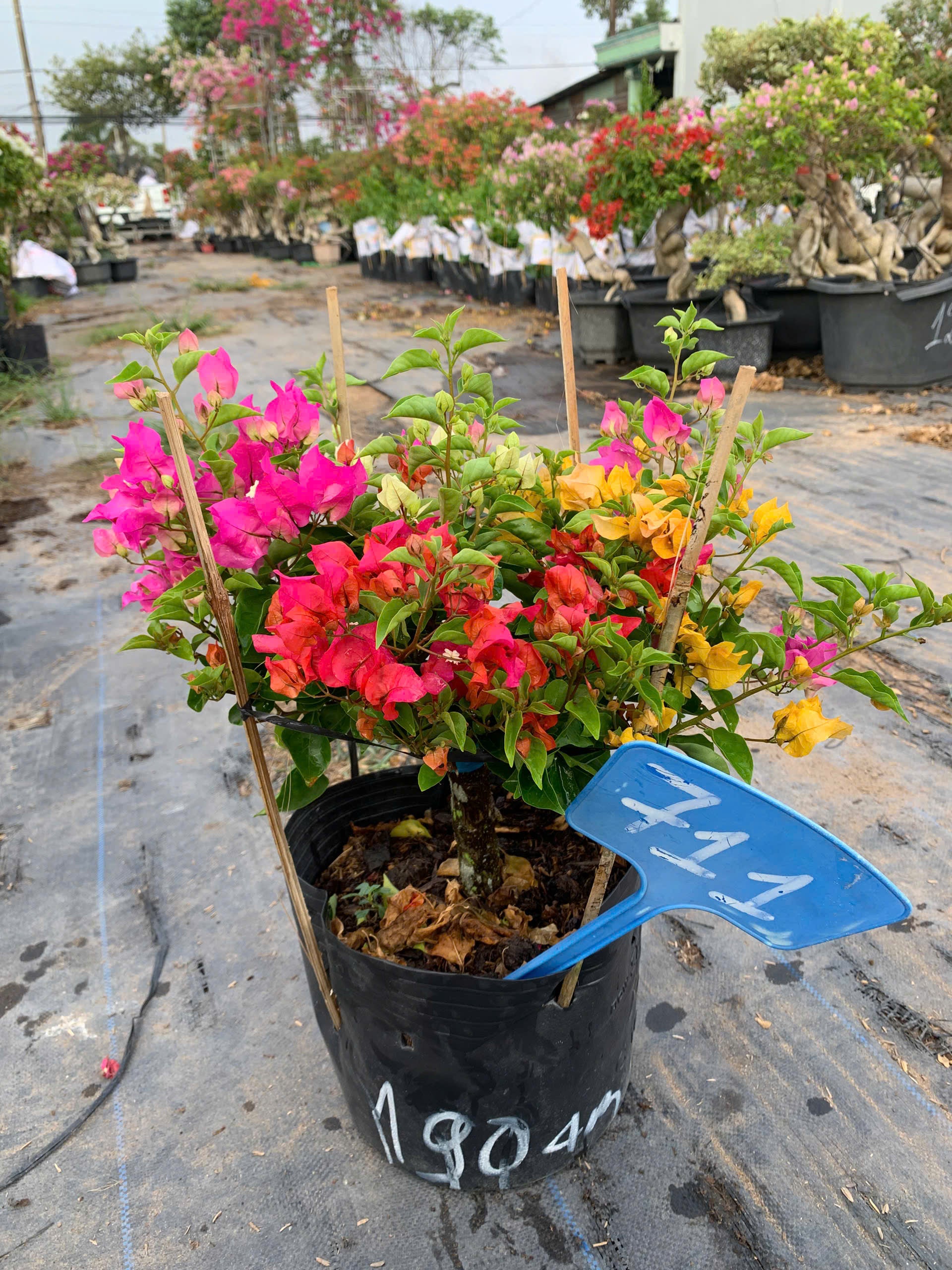 Hoa Giấy Nhiều Màu Mini (Mini Grafted 3, 4, 5 Color Plant)