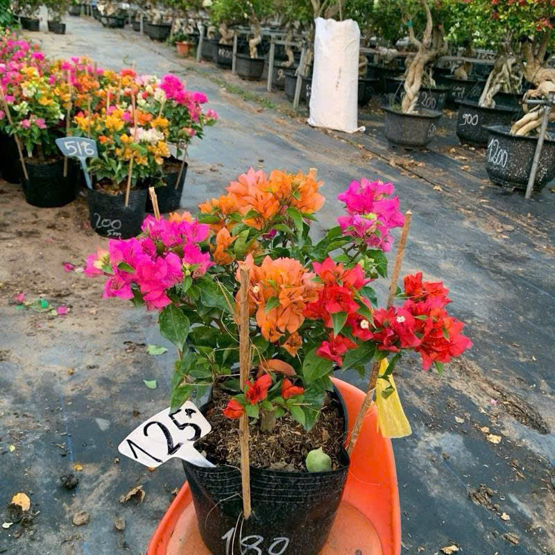 Hoa Giấy Nhiều Màu Mini (Mini Grafted 3, 4, 5 Color Plant)