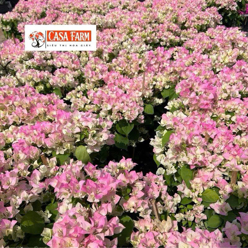 Hoa Giấy Sakura Phớt Hồng - Dễ Chăm Cây Khỏe - Chuyên Leo - Ưa Nắng
