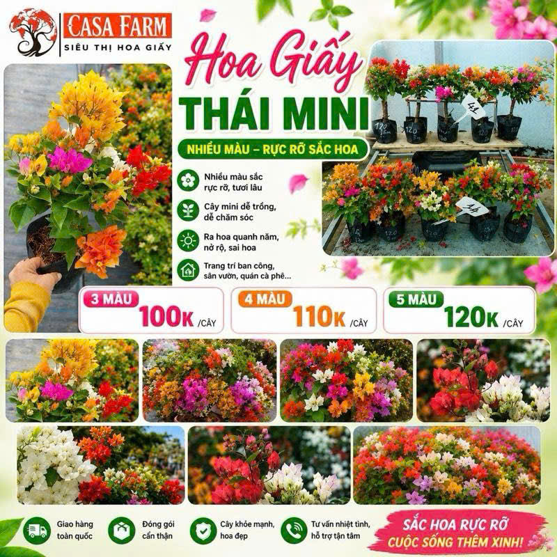Hoa Giấy Thái Mini 3 Màu - Dễ Trồng - Nhiều Màu Sắc - Ưa Nắng - Chuyên Leo