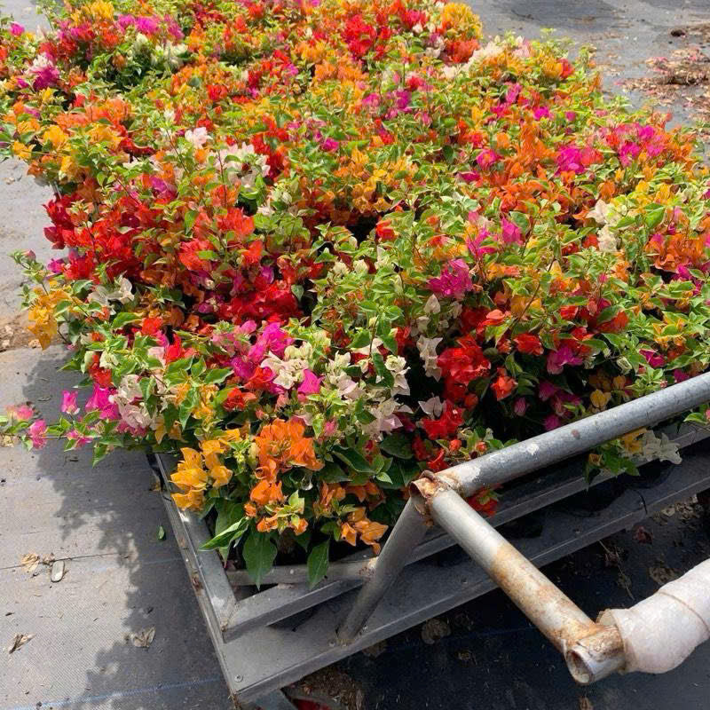 Hoa Giấy Thái Mini 3 Màu - Dễ Trồng - Nhiều Màu Sắc - Ưa Nắng - Chuyên Leo
