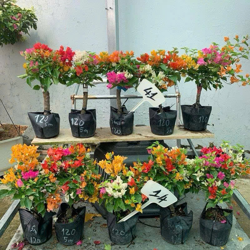 Hoa Giấy Thái Mini 5 Màu - Dễ Trồng - Nhiều Màu Sắc - Ưa Nắng - Chuyên Leo