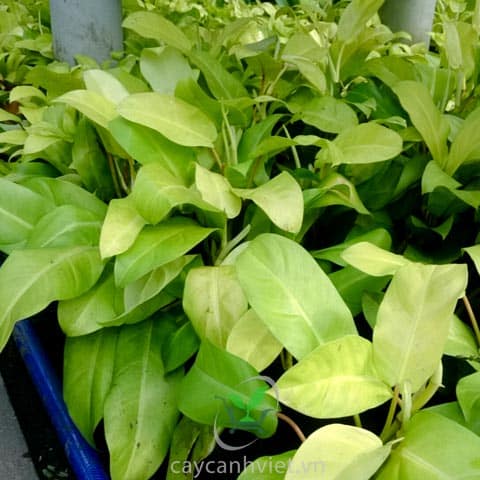Trầu Bà Vàng Lá Dài