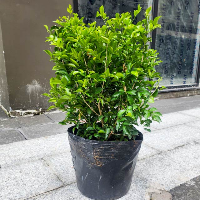 Cho thuê cây cảnh
